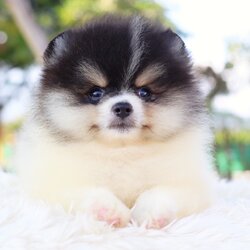 ปอมเมอเรเนียน เพศผู้ สีไตรคัลเลอร์