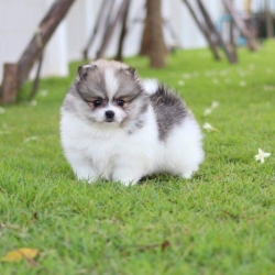 ปอมเมอเรเนียน เพศผู้ปาตี้