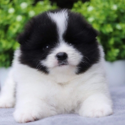 ปอมเมอเรเนียน เพศผู้