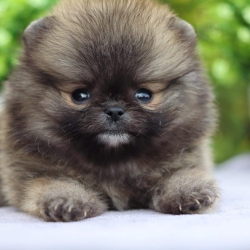 ปอมเมอเรเนียน เพศเมีย ทีคัพ