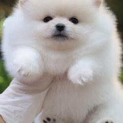 ปอมเมอเรเนียน เพศเมียสีขาว ครีม