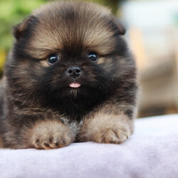 ปอมเมอเรเนียน เพศผู้ สีส้มเซเบิ้ล ขนแน่น เหมือนตุ๊กตา