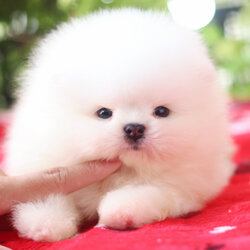 ปอมเมอเรเนียน เพศผู้ สีขาวครีม เกรดโชว์