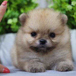 ปอมเมอเรเนียน เพศผู้