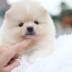 ปอมเมอเรเนียน เพศผู้ สีขาวครีม