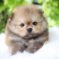 ปอมเมอเรเนียน เพศผู้สีส้ม เกรดโชว์