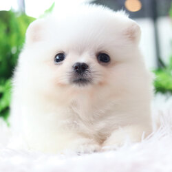 ปอมเมอเรเนียน เพศผู้ สีขาวครีม