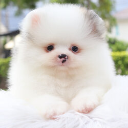 ปอมเมอเรเนียน เพศผู้สีแฟนซี