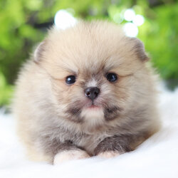 ปอมเมอเรเนียน เพศผู้สีส้ม เกรดโชว์