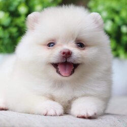 ปอมเมอเรเนียน เพศเมีย