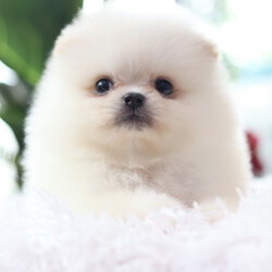 ปอมเมอเรเนียน เพศผู้ สีขาวครีม