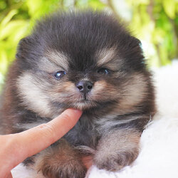 ปอมเมอเรเนียน เพศเมียสีแบล็คแทน เกรดโชว์