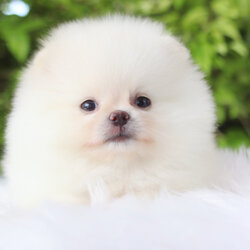 ปอมเมอเรเนียน เพศเมียสีขาวครีม เกรดโชว์