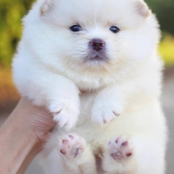 ปอทเมอเรเนียน เพศผู้