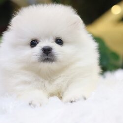 ปอมเมอเรเนียน เพศผู้ขาวครีม