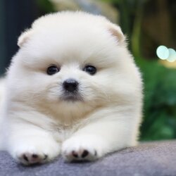 ปอมเมอเรเนียน เพศผู้ ขาวครีม