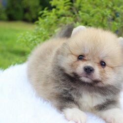 ปอมเมอเรเนียน เพศผู้ สีส้ม