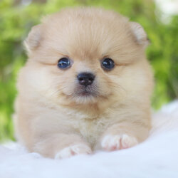 ปอมเมอเรเนียน เพศเมียสีส้ม