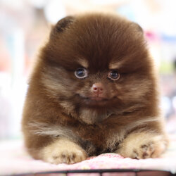 ปอมเมอเรเนียน เพศเมียสีช็อคแทนเกรดโชว์