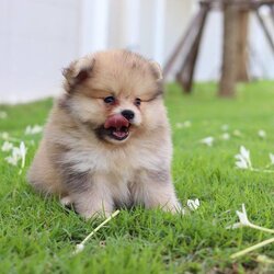 ปอมเมอเรเนียน เพศผู้