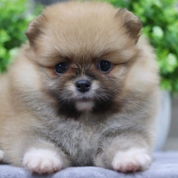 ปอมเมอเรเนียน เพศเมีย