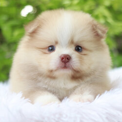 ปอมเมอเรเนียน เพศผู้สีส้ม