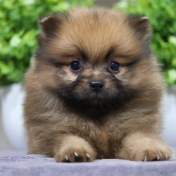 ปอมเมอเรเนียน เพศเมีย