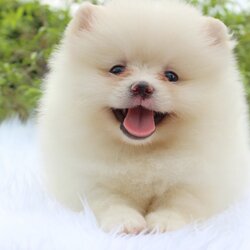 ปอมเมอเรเนียน เพศเมีย ขาวครีม