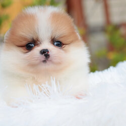 ปอมเมอเรเนียน เพศเมีย แฟนซี