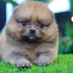 ปอมเมอเรเนียน เพศผู้สีส้มขนแน่น