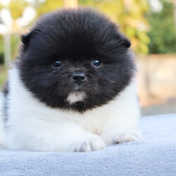 ปอมเมอเรเนียน เพศผู้