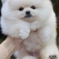 ปอมเมอเรเนียน เพศเมียสีขาวครีมขนแน่นๆ