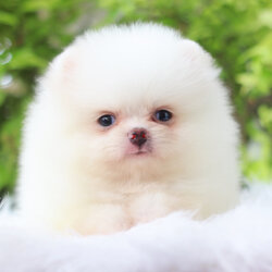 ปอมเมอเรเนียน เพศเมียสีขาวครีมเกรดโชว์