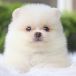 ปอมเมอเรเนียน เพศผู้สีขาวครีม