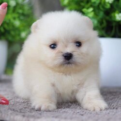 ปอมเมอเรเนียน เพศผู้