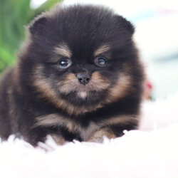 ปอมเมอเรเนียน เพศผู้ แบล็คแทน ไซส์เล็ก