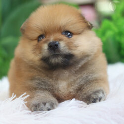 ปอมเมอเรเนียน เพศผู้สีส้ม