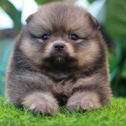 ปอมเมอเรเนียน เพศผู้สีส้ม