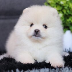 ปอมเมอเรเนียน เพศเมีย