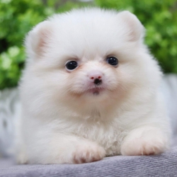 ปอมเมอเรเนียน เพศเมีย