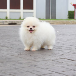 ปอมเมอเรเนียน เพศผู้ สีขาวครีม