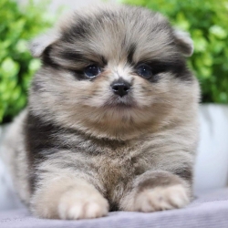 ปอมเมอเรเนียน เพศผู้ (Merle)