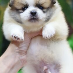 ปอมเมอเรเนียน เพศผู้แฟนซี