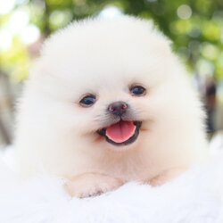 ปอมเมอเรเนียน เพศผู้สีขาวครีม