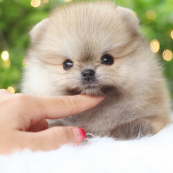 ปอมเมอเรเนียน เพศผู้สีส้ม