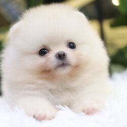 ปอมเมอเรเนียน เพศผู้ขาวครีม