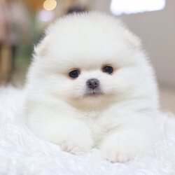 ปอมเมอเรเนียน เพศเมียสีขาวครีม เกรดโชว์