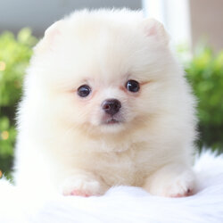 ปอมเมอเรเนียน เพศเมียสีขาวครีม