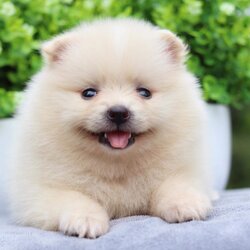 ปอมเมอเรเนียน เพศเมีย