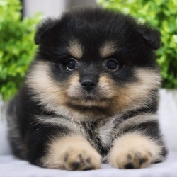 ปอมเมอเรเนียน เพศผู้